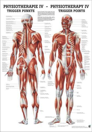 Poster Fysiotherapie IV - Triggerpunten, 50 x 70 cm (E.600.0060)