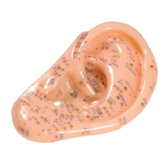 Junior oormodel van zacht plastic, met Engels en kin. labeling, ca. 13 cm (E.100.0060)