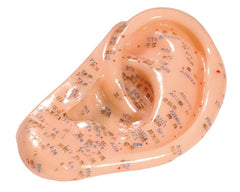 Junior ear model made of soft plastic, with English and chin. labeling, approx. 13 cm (E.100.0060)
