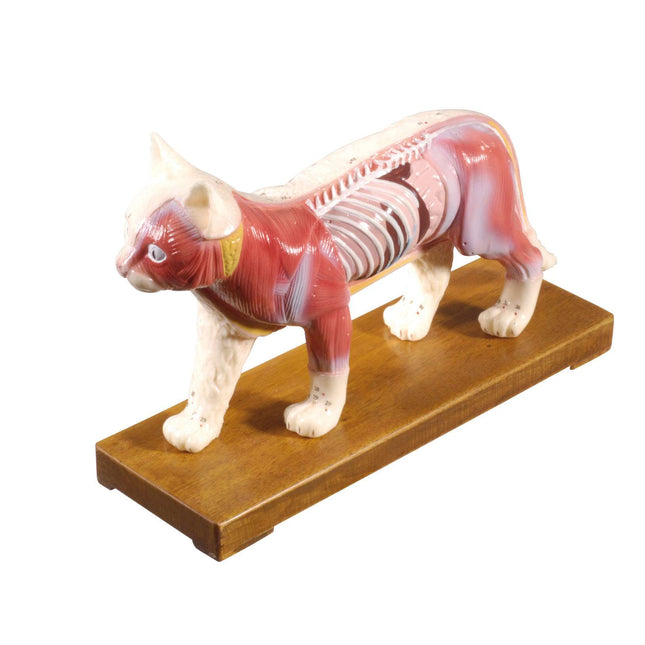 Kattenmodel met acupunctuurpunten, hard plastic, afmeting 27 x 17 x 7 cm (E.100.0085)