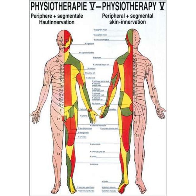 Poster Fysiotherapie V, Perifere & segmentale huidinnervatie, 50 x 70 cm (E.600.0065)