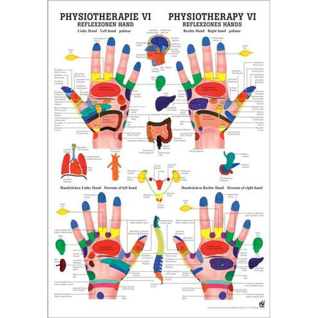 Poster fysiotherapie VI, reflexzones hand, 50 x 70 cm (E.600.0070)
