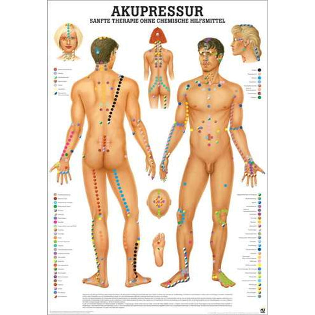 Quadro didático de acupressão, 70 x 100 cm, plastificado (E.600.0090)