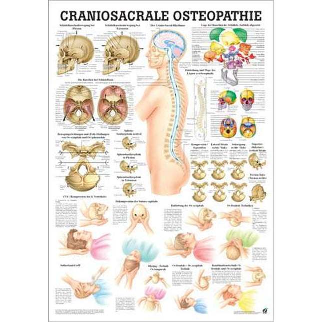 Tavola didattica per osteopatia craniosacrale, 70 x 100 cm (E.700.0003)