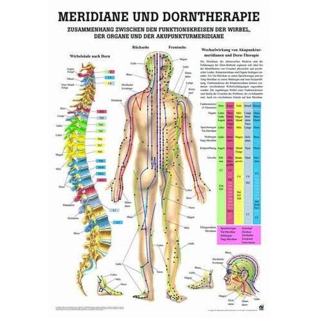 Tavola didattica per la terapia dei meridiani e della colonna vertebrale, 70 x 100 cm (E.700.0002)