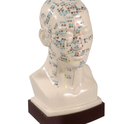 Profesjonell akupunkturhodemodell, laget av hvit hardplast, ca 21 cm