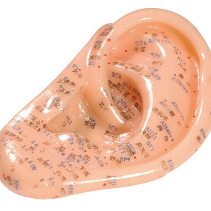 Modello di orecchio junior in plastica morbida, con iscrizione in inglese e cinese. Iscrizione, circa 13 cm