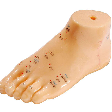 Foot model made of soft plastic, labeled in English and Chinese, approx. 15 cm (E.100.0070)