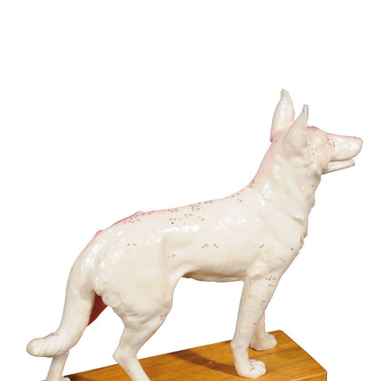 Perro de plástico duro con puntos de acupuntura, tamaño 31 x 28 x 8 cm