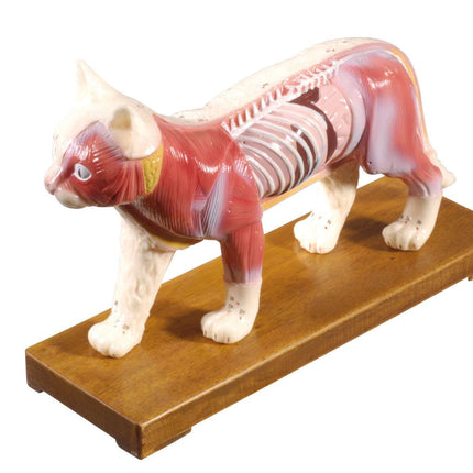 Cat model with acupuncture points, hard plastic, size 27 x 17 x 7 cm (E.100.0085)