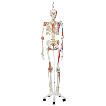 Skeleton Sam A13/1 - Versão de luxo em suporte metálico suspenso com 5 rodízios