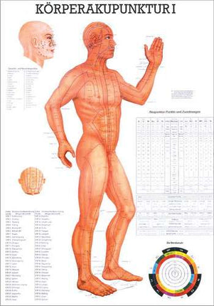 Planche pédagogique acupuncture corporelle I, 70 x 100 cm
