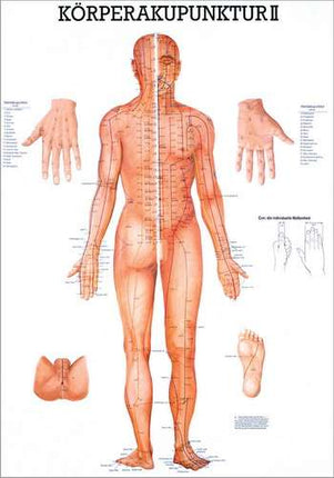 Planche d'apprentissage acupuncture corporelle II, 70 x 100 cm (E.600.0010)