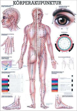 Teaching board body acupuncture, 70 x 100 cm (E.600.0015)