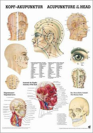 Plakát Akupunktura hlavy, 50 x 70 cm