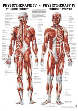 Plakat Fysioterapi IV - Triggerpunktene, 50 x 70 cm
