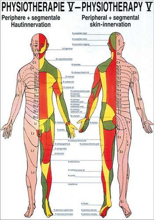 Plagát Fyzioterapia V, Periférna a segmentálna inervácia kože, 50 x 70 cm