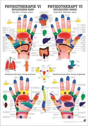Plakat fysioterapi VI, reflekszoner hånd, 50 x 70 cm (E.600.0070)