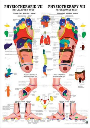 Poster physiothérapie VII, zones réflexes du pied, 50 x 70 cm (E.600.0075)