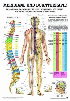 Teaching board meridians and spine therapy, 70 x 100 cm (E.700.0002)