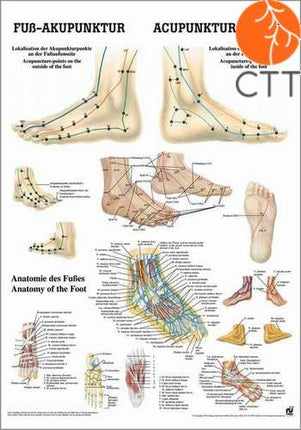 Poster foot acupuncture, 50 x 70 cm, laminated (E.600.0025)
